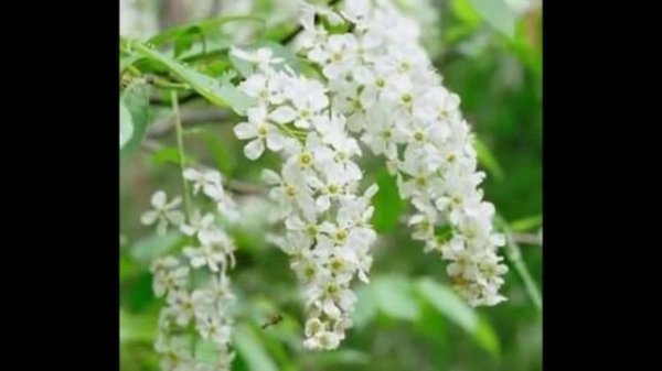 Цвет черёмухи