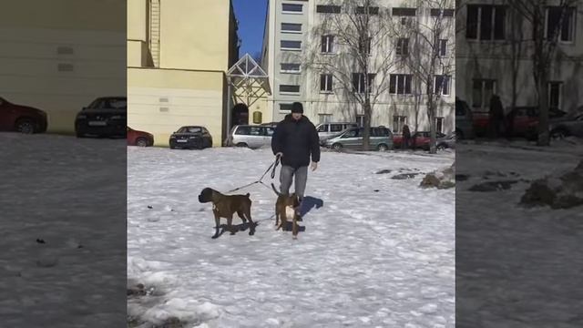 Выставка немецкий боксёр смотреть онлайн