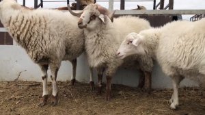 Скотный рынок Манас базар 16 ноября Дагестан