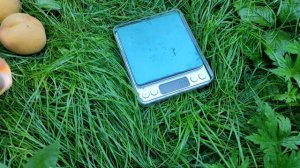 Сорт абрикоса "НЖА 19" (NGA 19)