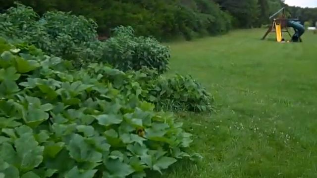 Salsa Garden with Jalapenos смотреть онлайн