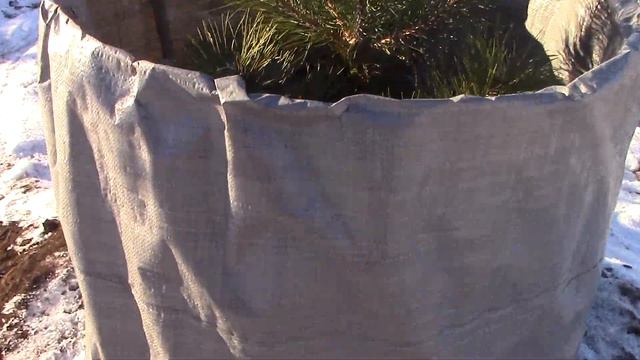 Укрытие для деревьев. Как и зачем? смотреть онлайн