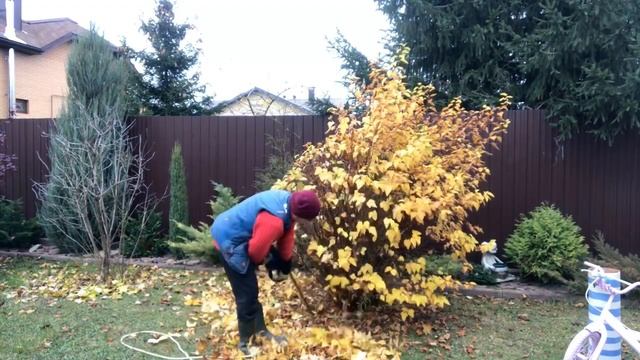 Как подстричь Дьявола накануне Хеллоуина ? Стрижка пузыреплодника осенью смотреть онлайн