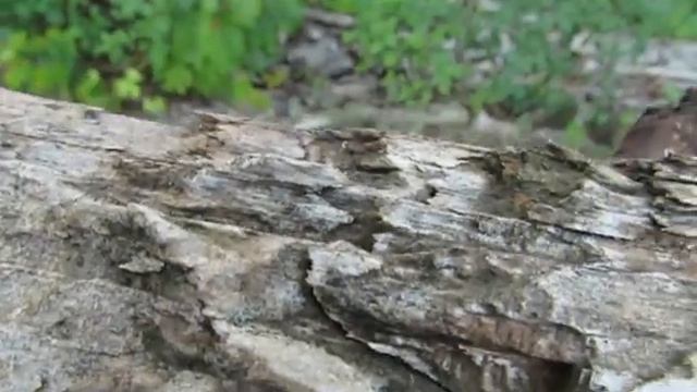 USING A CANON SX40HS FOR MACRO VIDEOS смотреть онлайн