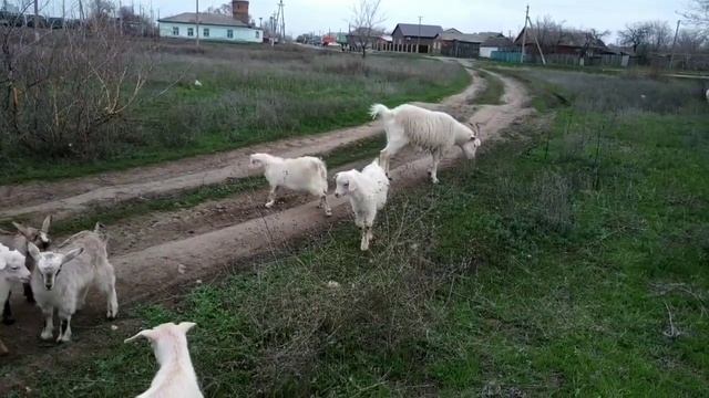 Первый выпас козлят! смотреть онлайн