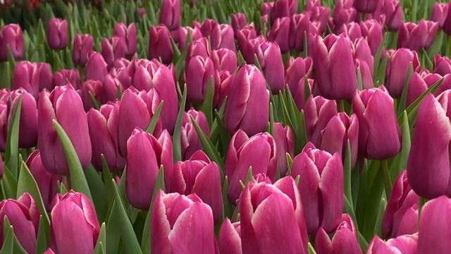 Тюльпан Canberra. Отличный сорт для выгонки на 8 Марта смотреть онлайн