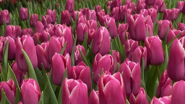 Тюльпан Canberra. Отличный сорт для выгонки на 8 Марта