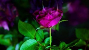 Как распускается роза Мистерьёз (Флорибунда) Timelapse Rose 4К.Mystérieuse (Francois Dorieux II)