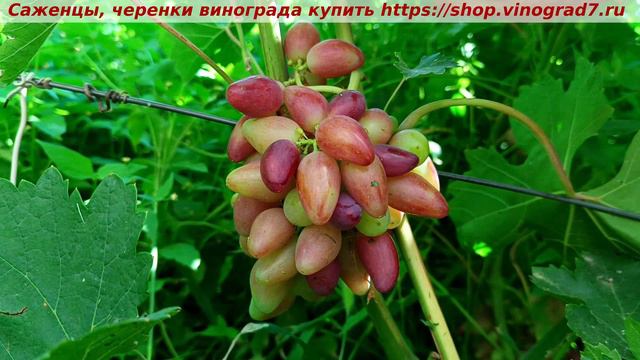 ДАНИЛКА 9 июля 2024 года - парад окрашивания ультраранних сортов и форм винограда в сравнении смотреть онлайн