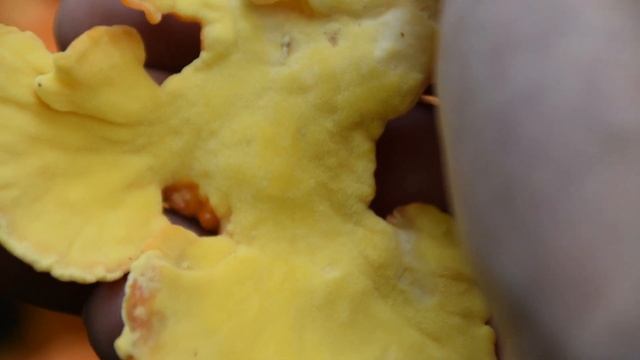 Chicken Of The Woods, Sulphur Shelf Mushroom Identification - Wild Edible Mushrooms смотреть онлайн