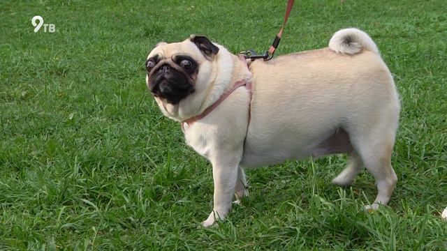 Мопсы могут лопнуть от переедания????