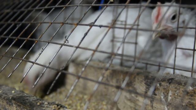 Бройлеры. Выращивание бройлеров без падежа. смотреть онлайн