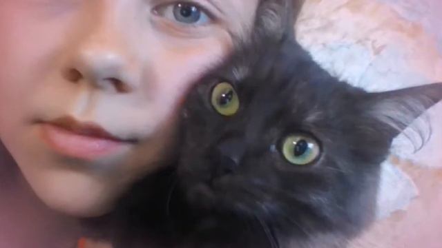 Мои любимые кошки!!! Я их так сильно люблю!!! смотреть онлайн