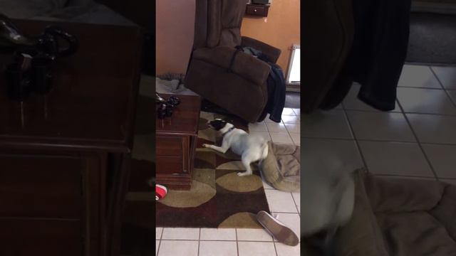 Jack Russell vs Doberman смотреть онлайн