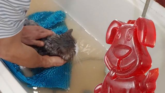 Как покупать бешеного кота? Желейный пёс Стасик укрощает мини-тигра.