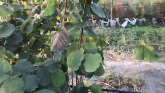 Фундук Трапезунд в питомнике «Ореховод-практик» 2021 ч.1