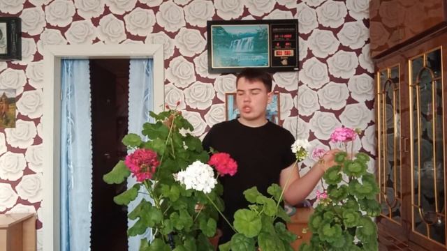 Комнатные растения в нашем доме) Что же я выращиваю на подоконнике? смотреть онлайн