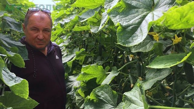 МАДРИЛЕНЕ F1 - ОТЗЫВЫ И ОСОБЕННОСТИ смотреть онлайн