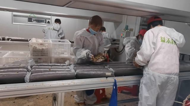 mushroom cultivation- double line inoculation смотреть онлайн
