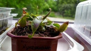 Растения-хищники на подоконнике.Кормление Непентесов.