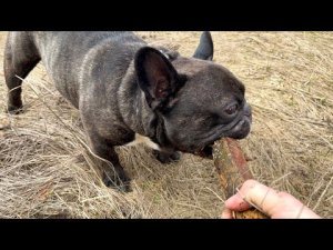 Первая прогулка французского бульдога Олега после переезда в новый дом