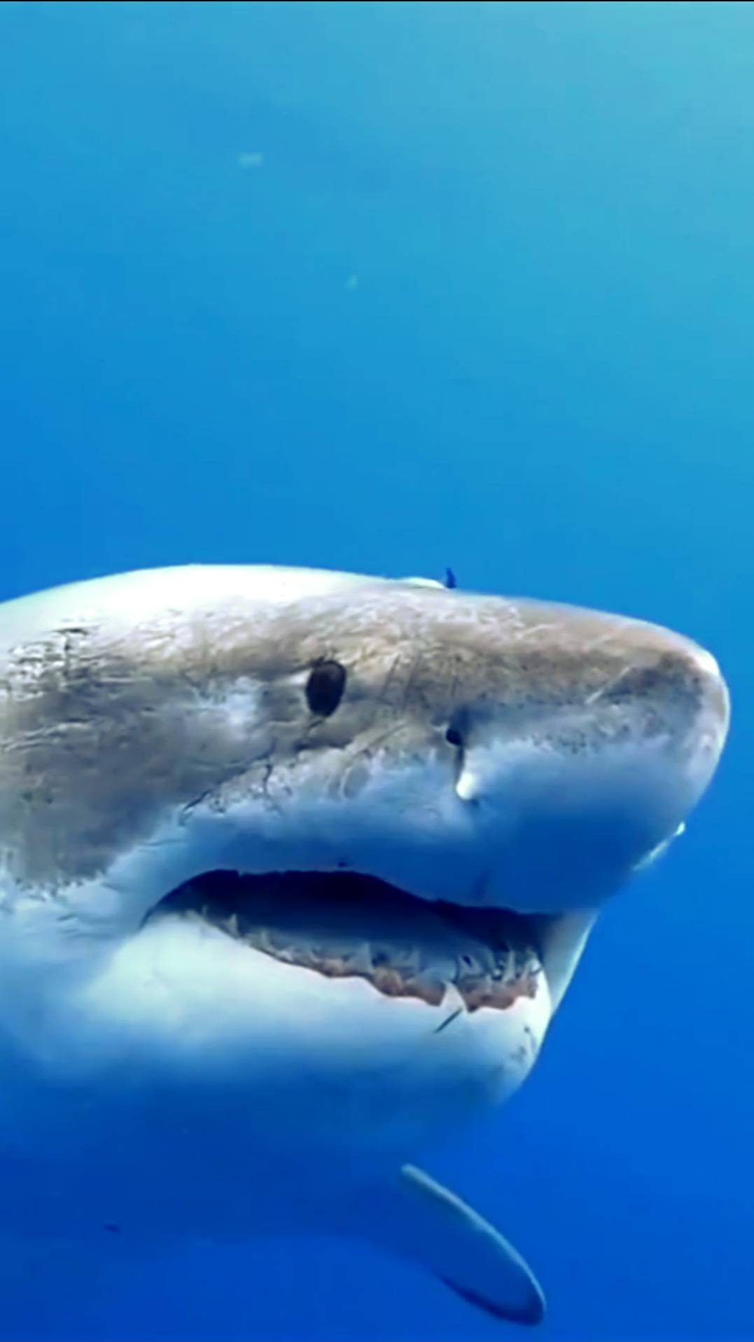 Большая Белая акула смотреть онлайн