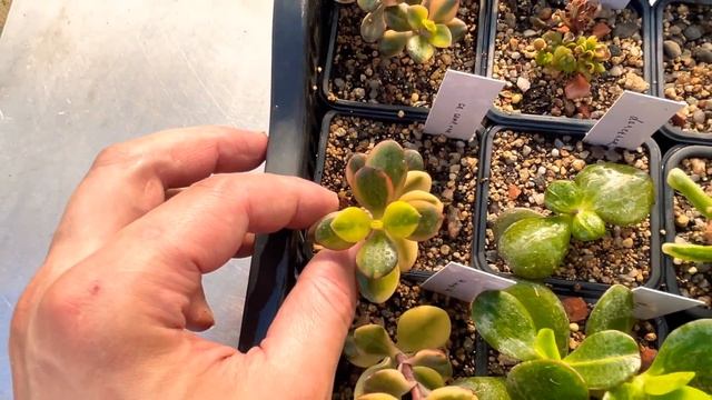 Результат укоренения черенков редких Крассул Толстянок денежных деревьев Crassula ovata из черенка смотреть онлайн
