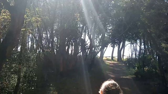 Самшитовая роща-выход к морю .Пицунда Абхазия. Начало октября 2019. смотреть онлайн