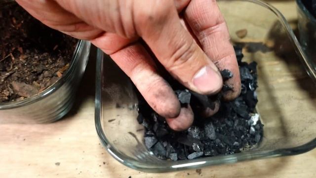 ⭐MÁS FLORES: Trasplante y Cuidados del Cymbidium смотреть онлайн