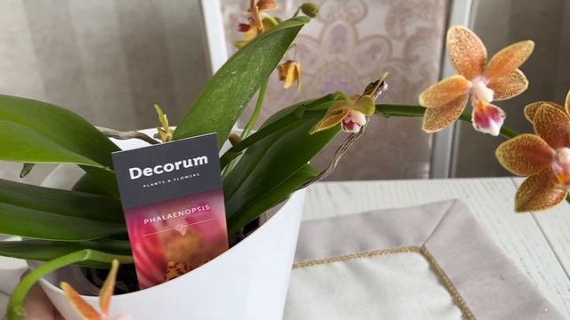 Орхидеи из Омска едут по всей России ...