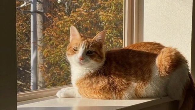 Читаю книги вслух. (Почему не можем пройти в город) #чтениевслух #полезныесоветы #фэнтезидлямии