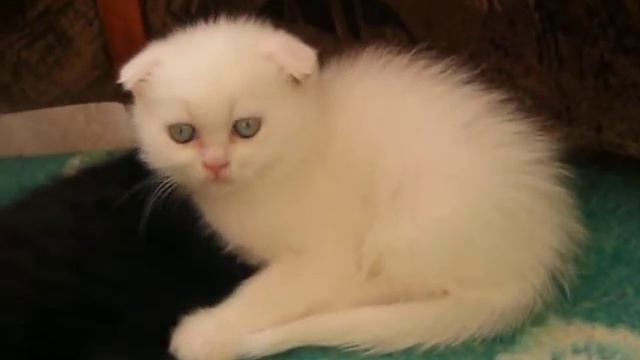 Белый фолдик котик