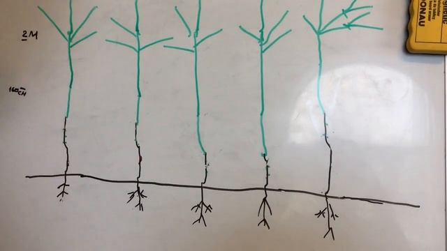 Обрезка грецкого ореха. Однолетний сад смотреть онлайн