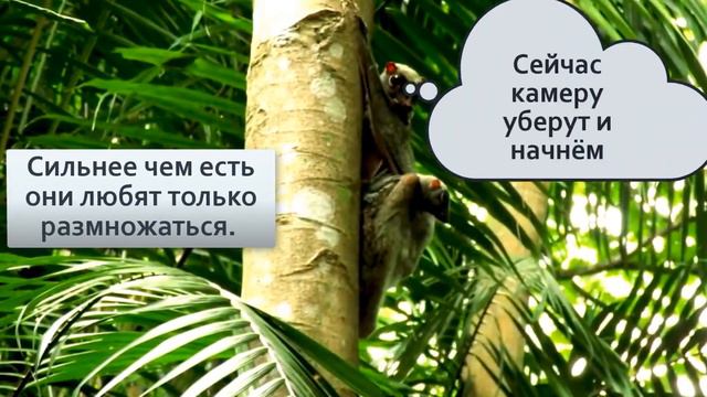 Шерстокрыл «Шесть крыльев!» Обзор на животное, которое кажется нереальным смотреть онлайн