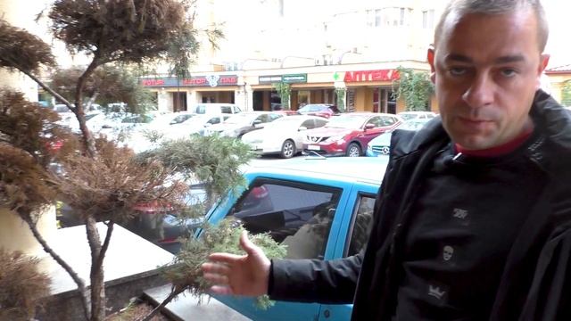 Стриженый можжевельник ниваки, садовый бонсай. Вечнозеленое растение в контейнере. смотреть онлайн