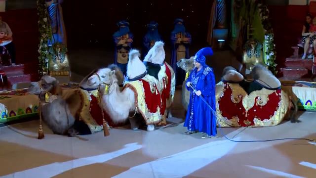 Акопян, верблюды смотреть онлайн