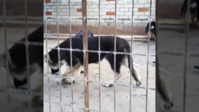 Щенки ВЕО ( восточноевропейская овчарка) смотреть онлайн