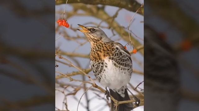 Пение дрозда - рябинника. Birds Of Eden.