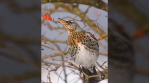 Пение дрозда - рябинника. Birds of eden.