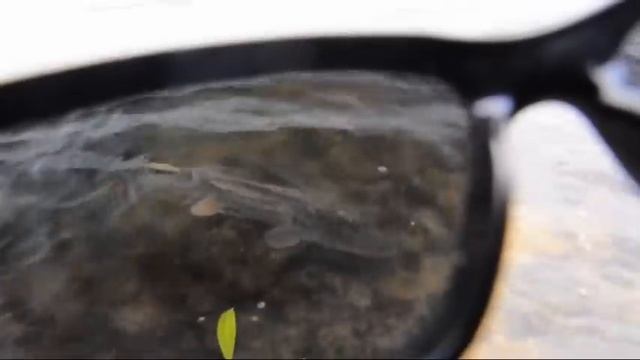 Взгляд на щуку через поляризационные очки. смотреть онлайн