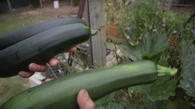 The benefits of using Eradicate Eco Snail and Slug Bait смотреть онлайн