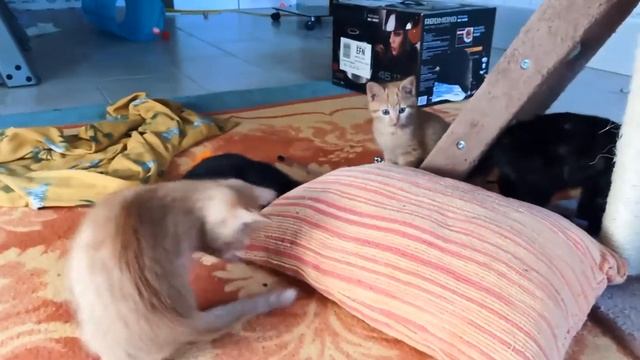 Котятам три месяца!! Новые игры котят)) смотреть онлайн