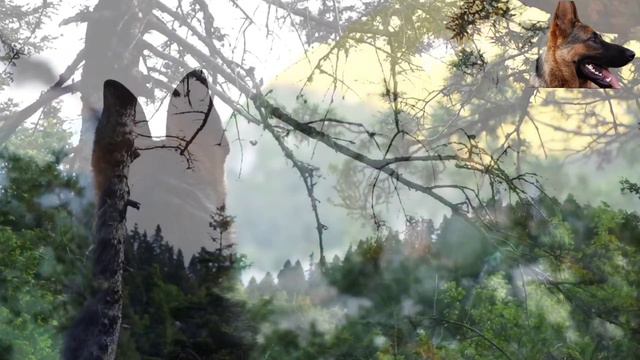 SPECIAL EPISODE WITH SERKAN BİLGİN'S LOST WOLF DOG, DORUK, PLEASE LET ME KNOW IF YOU SEE IT. DORUK