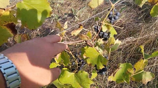 Ранне-средний универсальный сорт винограда Сент Кру ниже -30°С/ Обзор винограда Сент Кру!