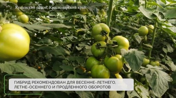 Томаццо F1 - желтоплодный индетерминантный томат.