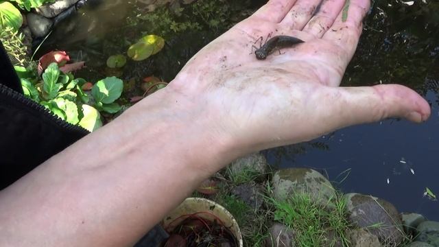 Подготовка пруда к зиме. Зимовка нимфей в пруду. Обрезка листьев нимфей, пересадка нимфей смотреть онлайн