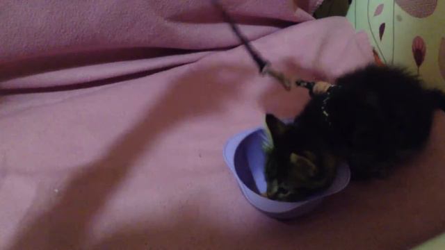 🐾#1Мурзик История О его находке)Какой корм я покупаю для Мурзика?🐾 смотреть онлайн