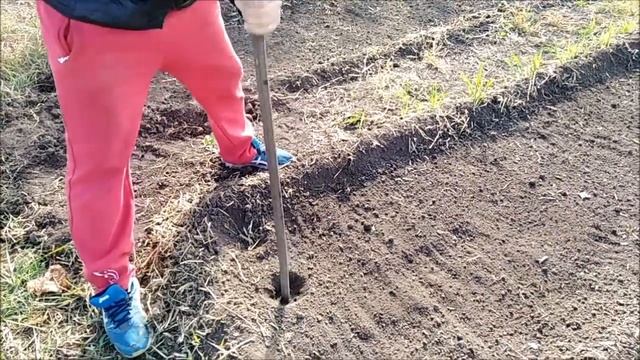 Быстрая и эффективная посадка озимого чеснока !!! смотреть онлайн