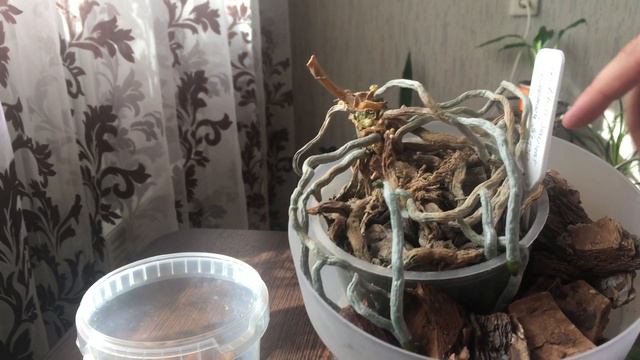 Детка на орхидеи, отсоединение и посадка. смотреть онлайн