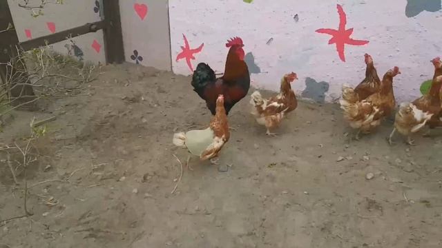 Попона для кур- несушек. Не всё так просто и легко) смотреть онлайн